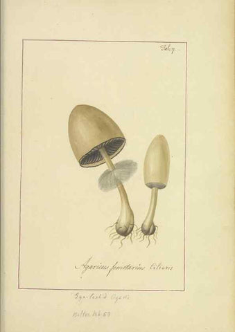 Reproducción/Reproduction 48366656127: Icons fungorum circa Halifax sponte Nascentium /. 1784-1792.. 