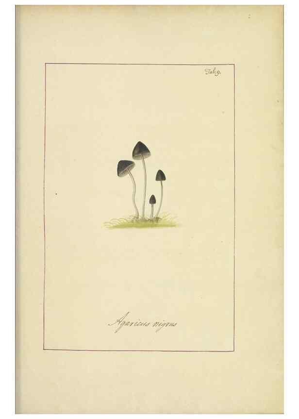 Reproducción/Reproduction 48366657772: Icons fungorum circa Halifax sponte Nascentium /. 1784-1792.. 