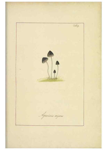 Reproducción/Reproduction 48366657772: Icons fungorum circa Halifax sponte Nascentium /. 1784-1792.. 