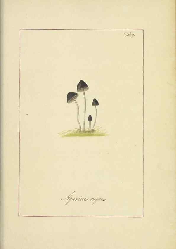 Reproducción/Reproduction 48366657772: Icons fungorum circa Halifax sponte Nascentium /. 1784-1792.. 