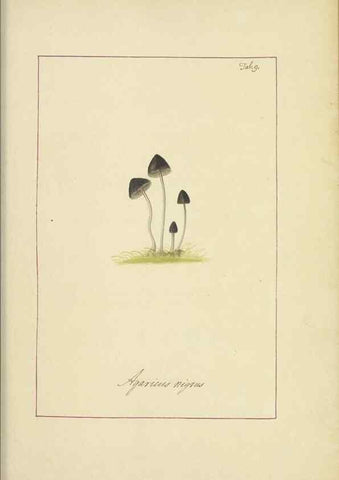 Reproducción/Reproduction 48366657772: Icons fungorum circa Halifax sponte Nascentium /. 1784-1792.. 