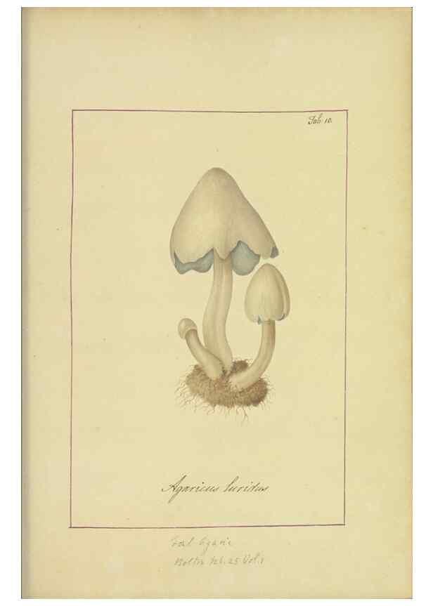 Reproducción/Reproduction 48366658612: Icons fungorum circa Halifax sponte Nascentium /. 1784-1792.. 