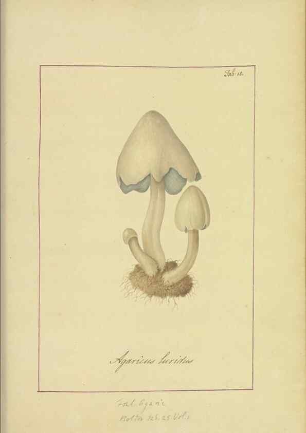 Reproducción/Reproduction 48366658612: Icons fungorum circa Halifax sponte Nascentium /. 1784-1792.. 