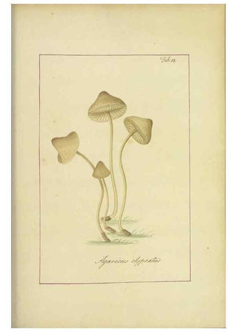 Reproducción/Reproduction 48366524706: Icons fungorum circa Halifax sponte Nascentium /. 1784-1792.. 