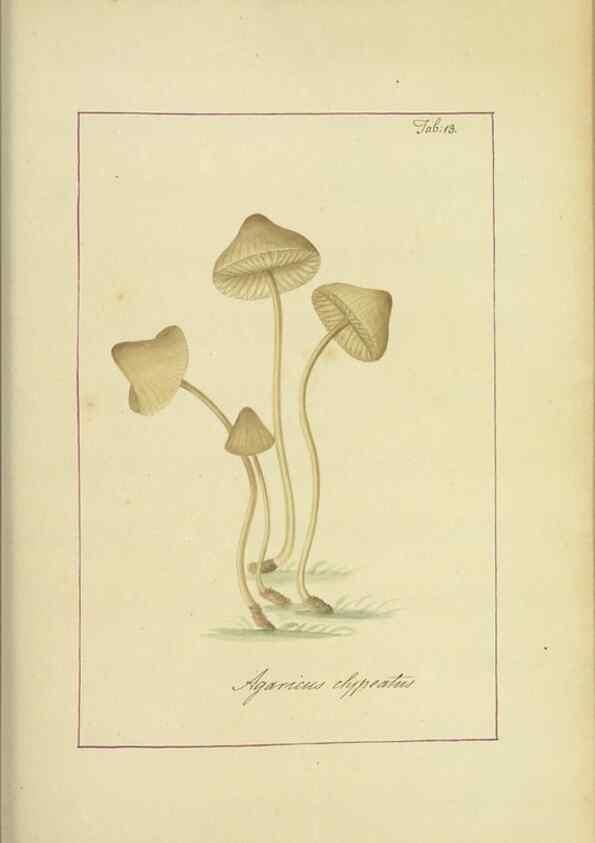 Reproducción/Reproduction 48366524706: Icons fungorum circa Halifax sponte Nascentium /. 1784-1792.. 