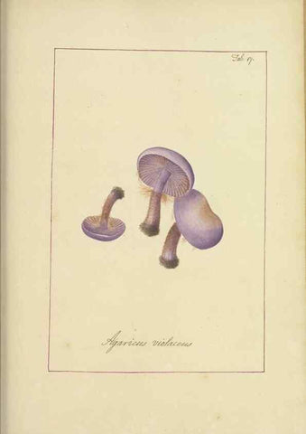Reproducción/Reproduction 48366526651: Icons fungorum circa Halifax sponte Nascentium /. 1784-1792.. 