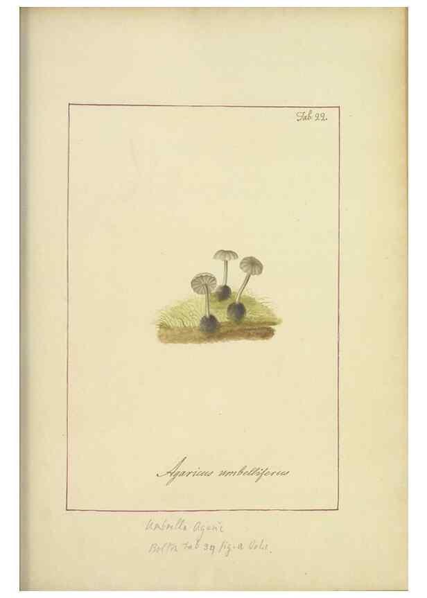Reproducción/Reproduction 48366529326: Icons fungorum circa Halifax sponte Nascentium /. 1784-1792.. 