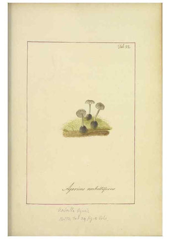 Reproducción/Reproduction 48366529326: Icons fungorum circa Halifax sponte Nascentium /. 1784-1792.. 