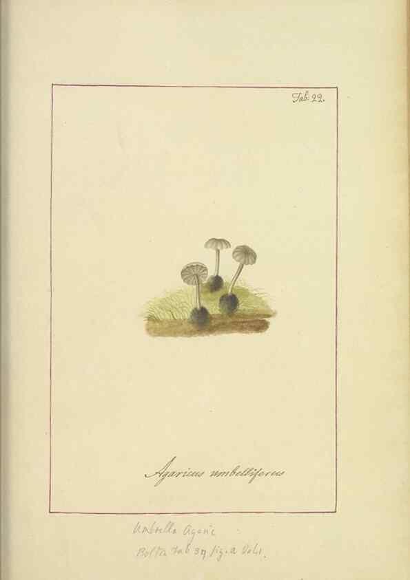 Reproducción/Reproduction 48366529326: Icons fungorum circa Halifax sponte Nascentium /. 1784-1792.. 