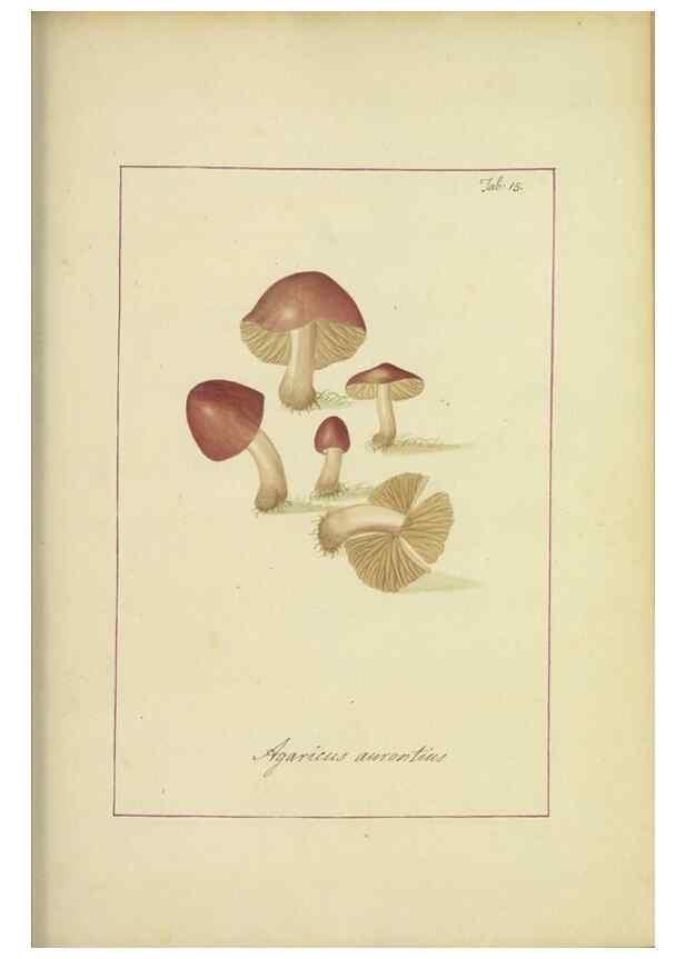 Reproducción/Reproduction 48366525786: Icons fungorum circa Halifax sponte Nascentium /. 1784-1792.. 