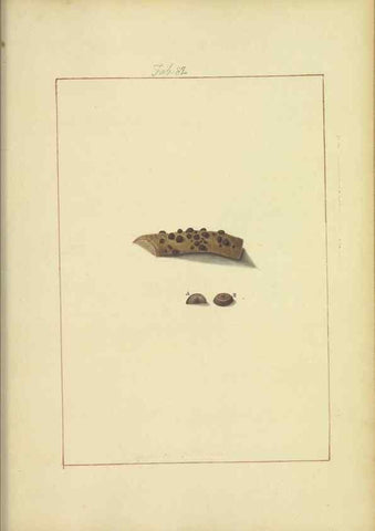 Reproducción/Reproduction 48366594061: Icons fungorum circa Halifax sponte Nascentium /. 1784-1792.. 