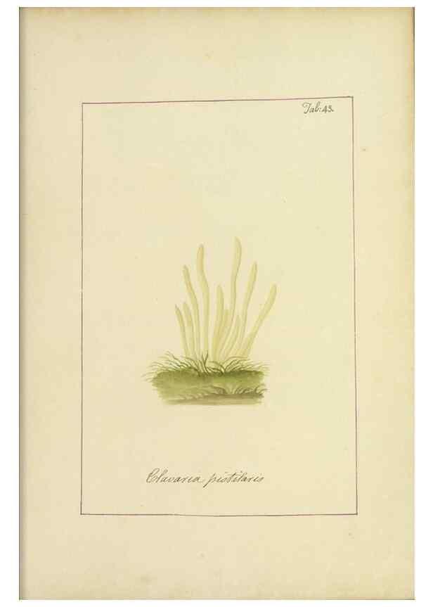 Reproducción/Reproduction 48366675892: Icons fungorum circa Halifax sponte Nascentium /. 1784-1792.. 