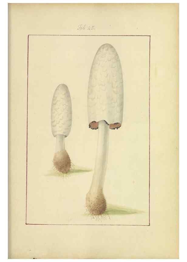 Reproducción/Reproduction 48366710797: Icons fungorum circa Halifax sponte Nascentium /. 1784-1792.. 