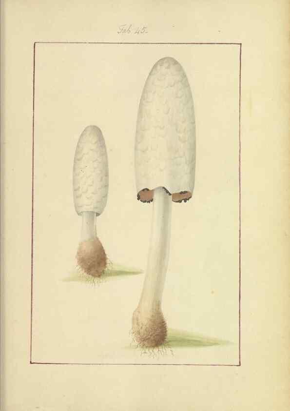 Reproducción/Reproduction 48366710797: Icons fungorum circa Halifax sponte Nascentium /. 1784-1792.. 