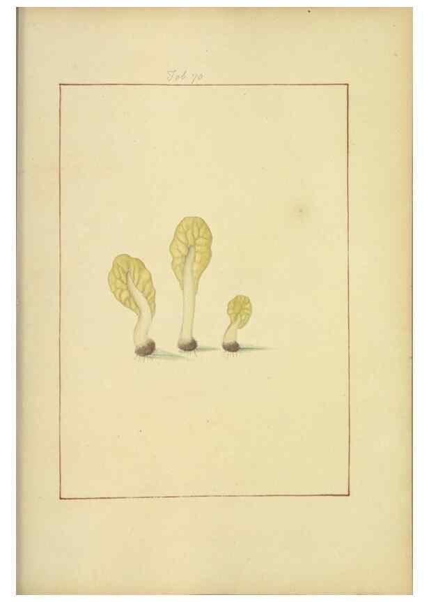 Reproducción/Reproduction 48366588231: Icons fungorum circa Halifax sponte Nascentium /. 1784-1792.. 