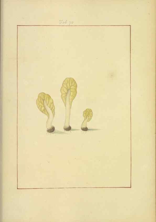 Reproducción/Reproduction 48366588231: Icons fungorum circa Halifax sponte Nascentium /. 1784-1792.. 