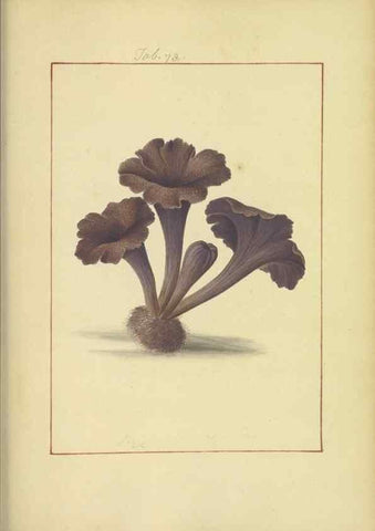 Reproducción/Reproduction 48366589721: Icons fungorum circa Halifax sponte Nascentium /. 1784-1792.. 