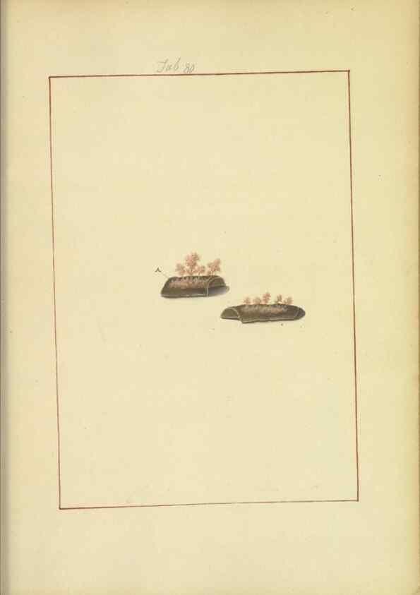 Reproducción/Reproduction 48366593126: Icons fungorum circa Halifax sponte Nascentium /. 1784-1792.. 