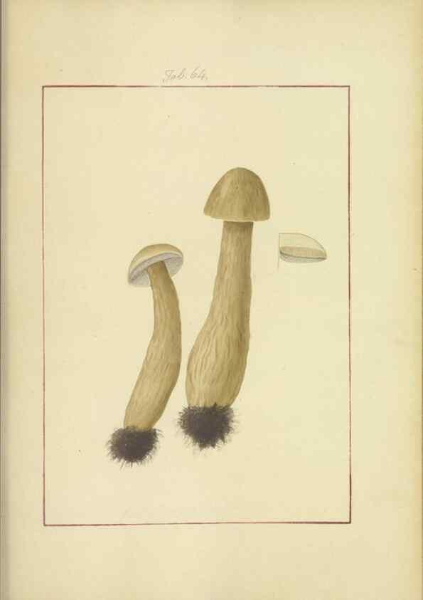 Reproducción/Reproduction 48366585636: Icons fungorum circa Halifax sponte Nascentium /. 1784-1792.. 