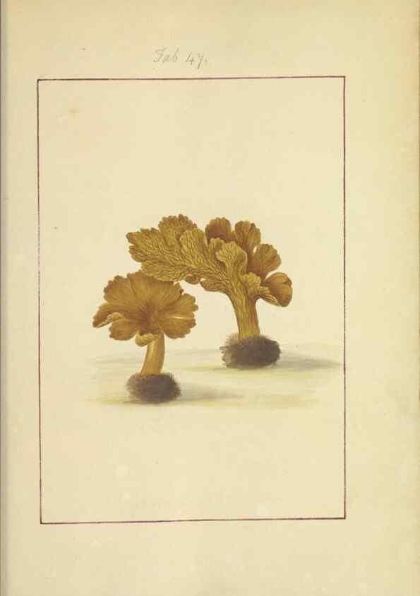 Reproducción/Reproduction 48366711942: Icons fungorum circa Halifax sponte Nascentium /. 1784-1792.. 