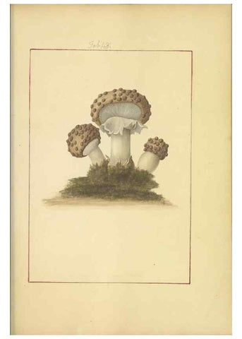 Reproducción/Reproduction 48366712482: Icons fungorum circa Halifax sponte Nascentium /. 1784-1792.. 