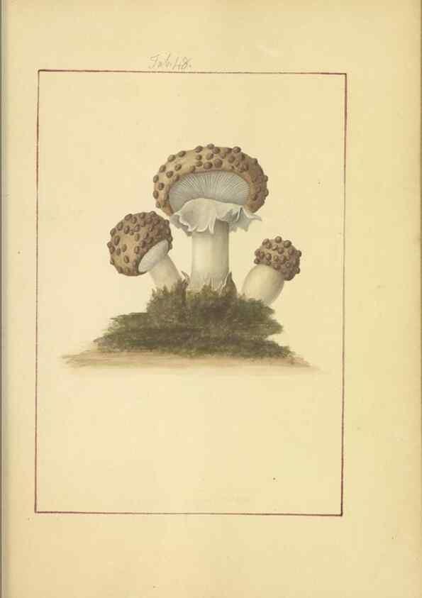 Reproducción/Reproduction 48366712482: Icons fungorum circa Halifax sponte Nascentium /. 1784-1792.. 