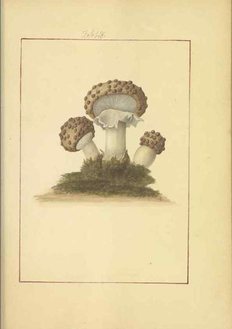 Reproducción/Reproduction 48366712482: Icons fungorum circa Halifax sponte Nascentium /. 1784-1792.. 