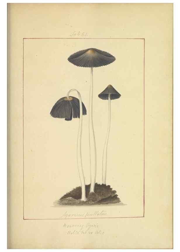 Reproducción/Reproduction 48366578206: Icons fungorum circa Halifax sponte Nascentium /. 1784-1792.. 