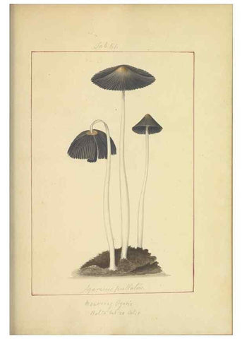 Reproducción/Reproduction 48366578206: Icons fungorum circa Halifax sponte Nascentium /. 1784-1792.. 