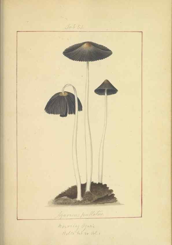 Reproducción/Reproduction 48366578206: Icons fungorum circa Halifax sponte Nascentium /. 1784-1792.. 