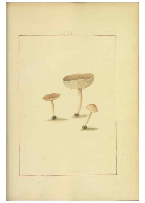 Reproducción/Reproduction 48366578766: Icons fungorum circa Halifax sponte Nascentium /. 1784-1792.. 