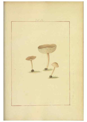 Reproducción/Reproduction 48366578766: Icons fungorum circa Halifax sponte Nascentium /. 1784-1792.. 