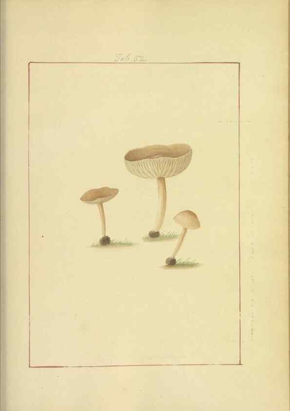 Reproducción/Reproduction 48366578766: Icons fungorum circa Halifax sponte Nascentium /. 1784-1792.. 