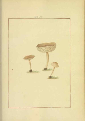 Reproducción/Reproduction 48366578766: Icons fungorum circa Halifax sponte Nascentium /. 1784-1792.. 