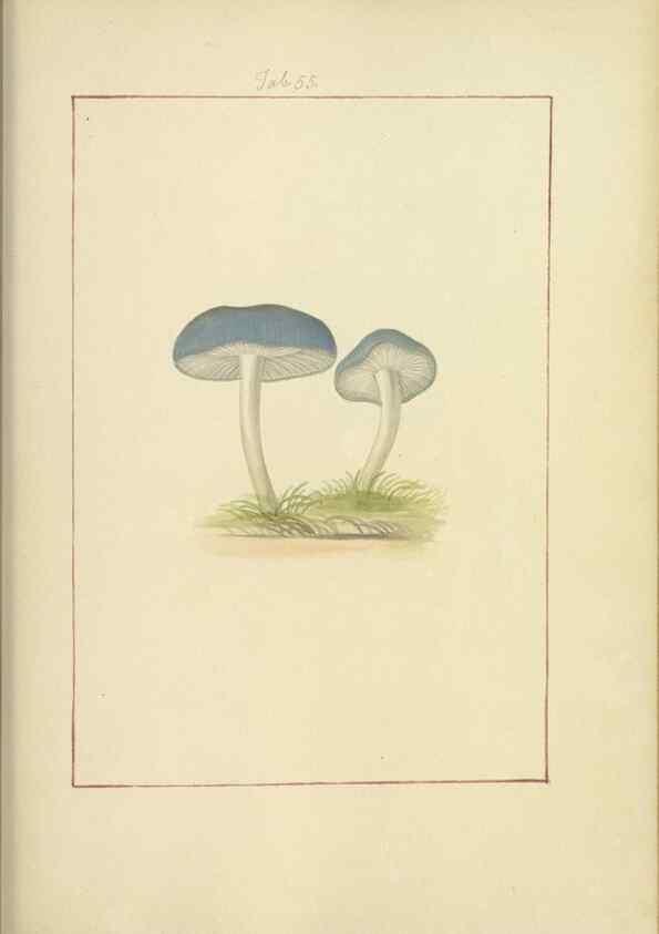 Reproducción/Reproduction 48366580356: Icons fungorum circa Halifax sponte Nascentium /. 1784-1792.. 