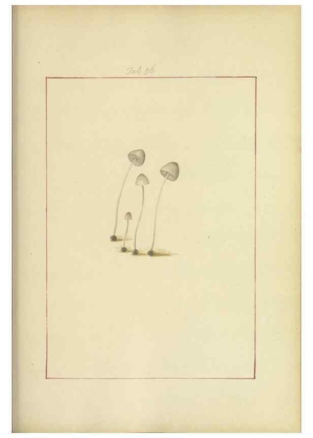 Reproducción/Reproduction 48366716692: Icons fungorum circa Halifax sponte Nascentium /. 1784-1792.. 