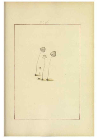 Reproducción/Reproduction 48366716692: Icons fungorum circa Halifax sponte Nascentium /. 1784-1792.. 