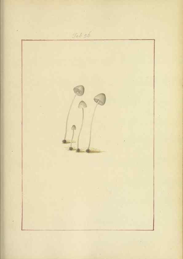 Reproducción/Reproduction 48366716692: Icons fungorum circa Halifax sponte Nascentium /. 1784-1792.. 