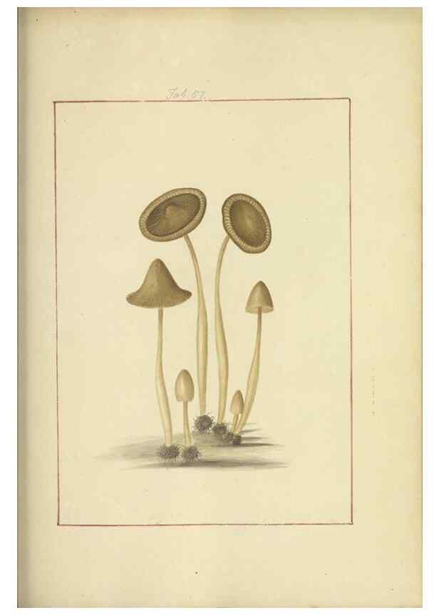 Reproducción/Reproduction 48366717177: Icons fungorum circa Halifax sponte Nascentium /. 1784-1792.. 