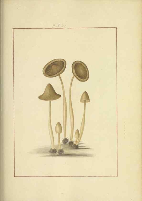 Reproducción/Reproduction 48366717177: Icons fungorum circa Halifax sponte Nascentium /. 1784-1792.. 