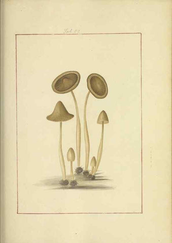 Reproducción/Reproduction 48366717177: Icons fungorum circa Halifax sponte Nascentium /. 1784-1792.. 