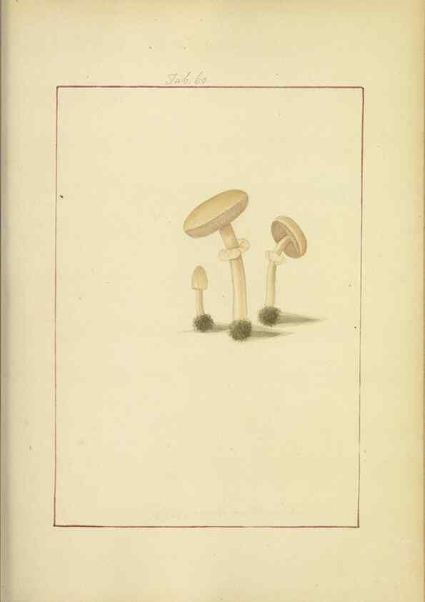 Reproducción/Reproduction 48366583596: Icons fungorum circa Halifax sponte Nascentium /. 1784-1792.. 