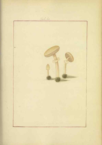 Reproducción/Reproduction 48366583596: Icons fungorum circa Halifax sponte Nascentium /. 1784-1792.. 