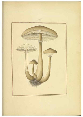 Reproducción/Reproduction 48366689316: Icons fungorum circa Halifax sponte Nascentium /. 1784-1792.. 