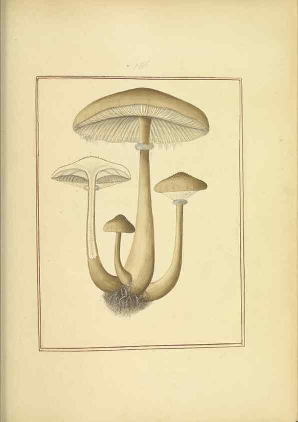 Reproducción/Reproduction 48366689316: Icons fungorum circa Halifax sponte Nascentium /. 1784-1792.. 