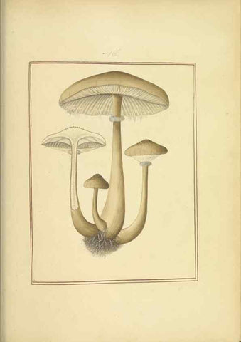 Reproducción/Reproduction 48366689316: Icons fungorum circa Halifax sponte Nascentium /. 1784-1792.. 