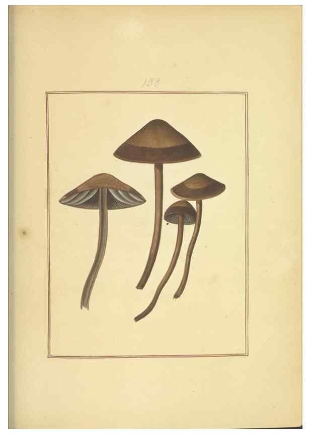 Reproducción/Reproduction 48366690321: Icons fungorum circa Halifax sponte Nascentium /. 1784-1792.. 
