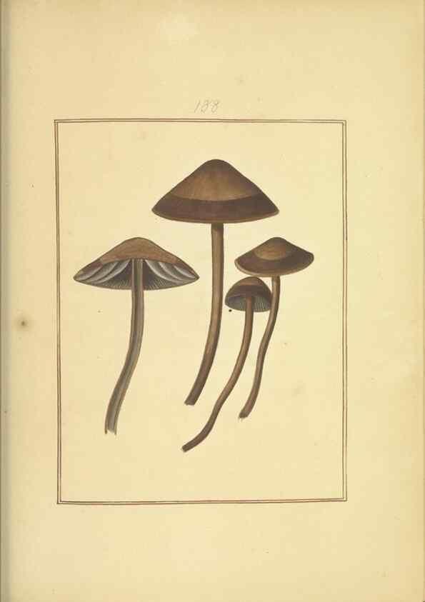 Reproducción/Reproduction 48366690321: Icons fungorum circa Halifax sponte Nascentium /. 1784-1792.. 
