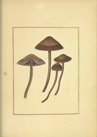Reproducción/Reproduction 48366690321: Icons fungorum circa Halifax sponte Nascentium /. 1784-1792.. 