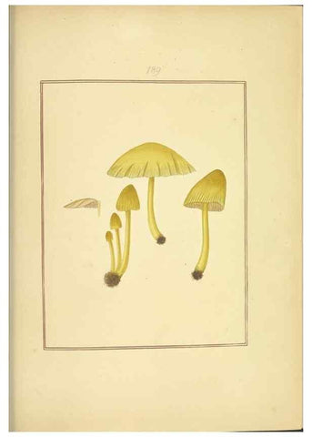 Reproducción/Reproduction 48366827422: Icons fungorum circa Halifax sponte Nascentium /. 1784-1792.. 